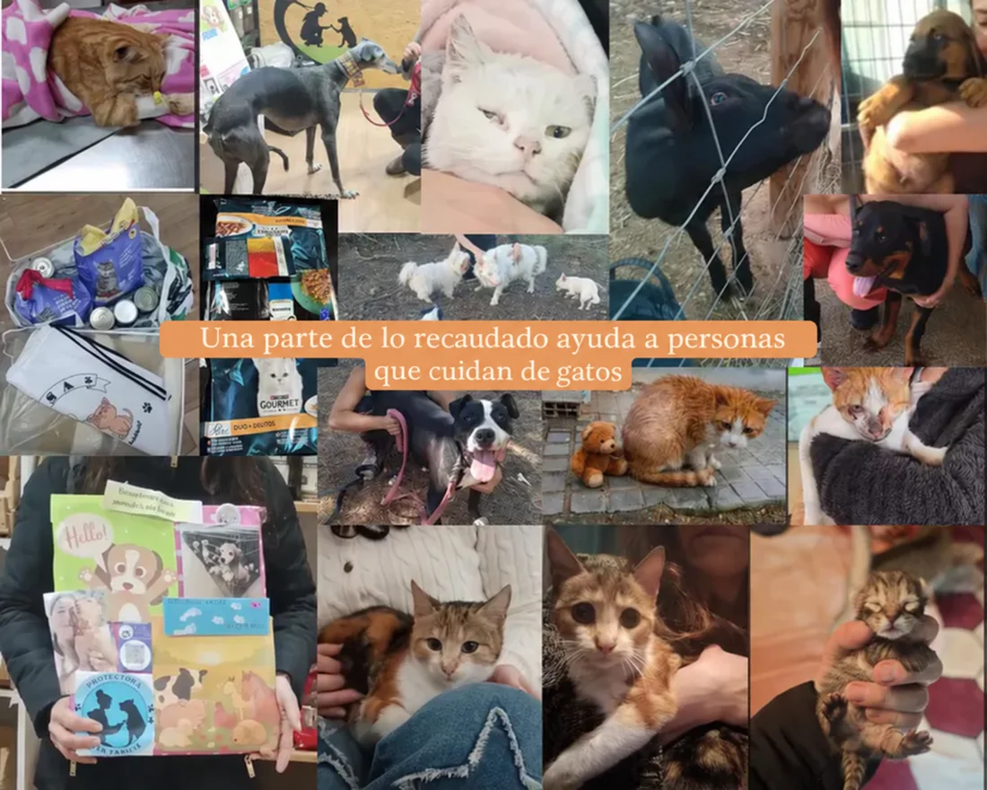 Imagen del proyecto de ayuda a gatos compartida por Lia